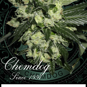 Chemdog 91 SKVA cannabis clone – original clone-only fuel-heavy strain from 1991, preserved for elite breeding.