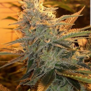 Dog Patch cannabis seeds by Lucky Dog Seed Co – elite hybrid with gassy aroma and vigorous growth traits