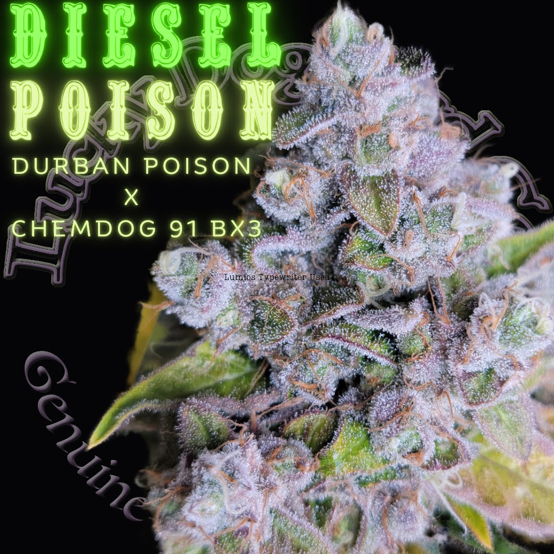 Macro image of Diesel Poison cannabis strain – bred by Skunk VA, cross of Durban Poison and Chemdog 91 Bx3