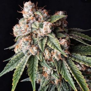 Chem Brand JB Cut x Chemdog 91 Bx3 cannabis cola