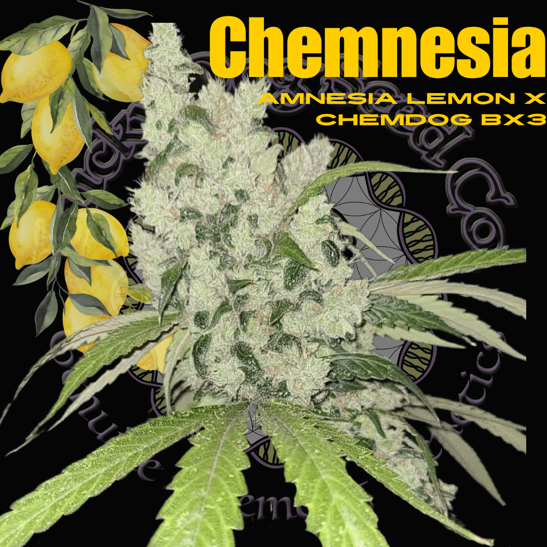 Chemnesia cannabis cola covered in frosty trichomes with golden background