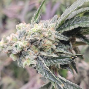 Chewie cannabis bud close-up (Runtz x Chemdog BX3) with thick trichomes and orange hairs