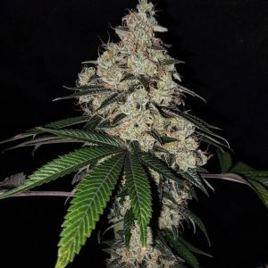 Diesel Therapy cannabis cola (East Coast Sour Diesel x Chemdog BX3) with frosty buds and dark green leaves on black background