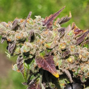 Outdoor-grown Chem Cornelian showcasing purple and green contrast under sunlight.