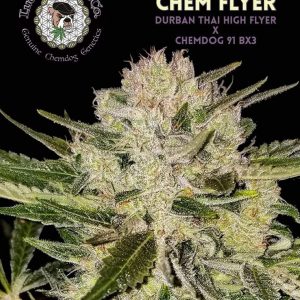 Close-up of Chem Flyer cannabis buds from Lucky Dog Seed Co. – Durban Thai High Flyer × Chemdog 91 BX3