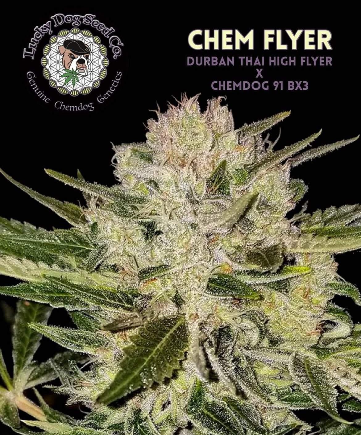 Close-up of Chem Flyer cannabis buds from Lucky Dog Seed Co. – Durban Thai High Flyer × Chemdog 91 BX3