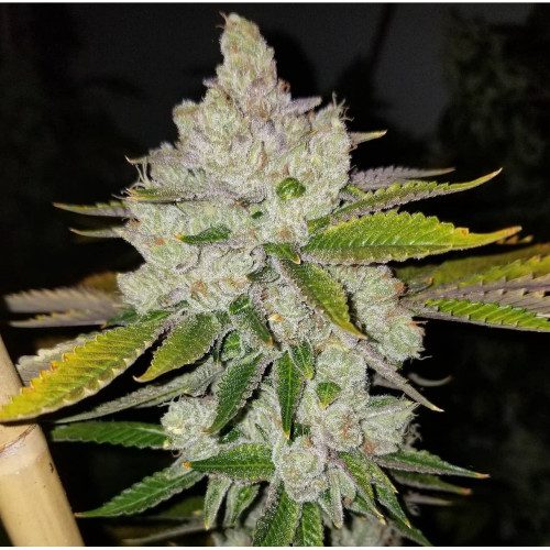 Chem Krush cannabis cola – Chemdog 91 Bx2 x SFV OG Bx2 by Lucky Dog Seed Co.