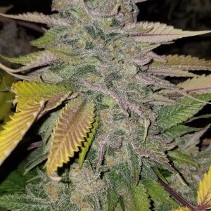 NorCal Gooey cannabis strain – resin-covered hybrid with frosty trichomes and purple hues