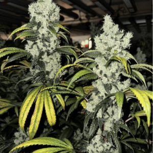 Pole Dog #4 cannabis plant grown indoors, showing dense frosty colas, dark sugar leaves, and yellowing fan leaves under LED lighting.