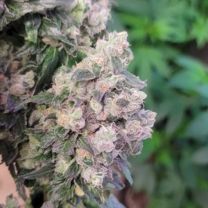 Raffi Dog strain with purple-tinged buds and heavy resin, Apples & Bananas x Chemdog 91 Bx3