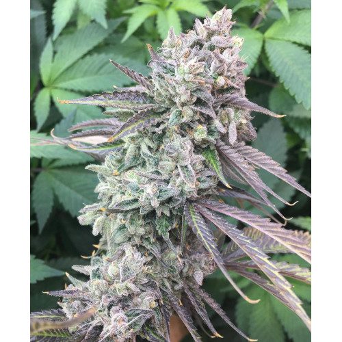 Close-up of Strawberry Diesel cannabis plant with frosty purple buds and dark serrated leaves